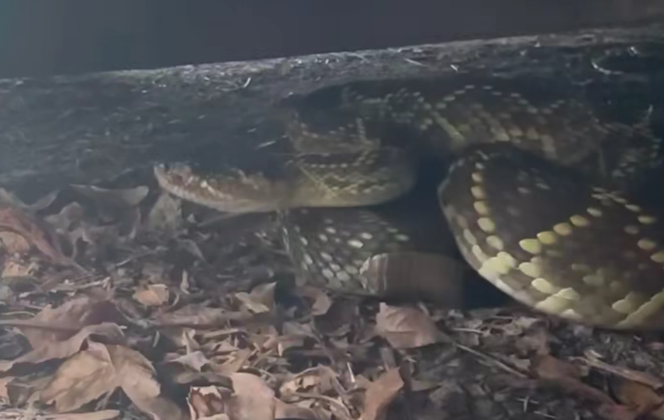 Rescate de Serpiente de Cascabel en Ciudad Universitaria